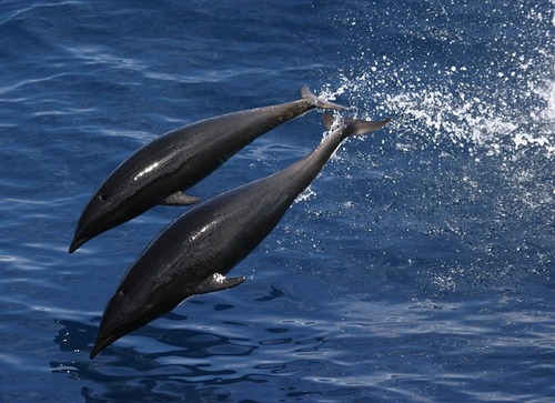  Walbeobachtung Teneriffa : beobachten Sie Wale auf Teneriffa - Delfin, Meer, schwimmen, Wal, Säuger, Säugetiere.