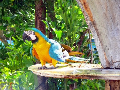  Zoos und Parks - Papagei, Loro Park, Zoo, Teneriffa.