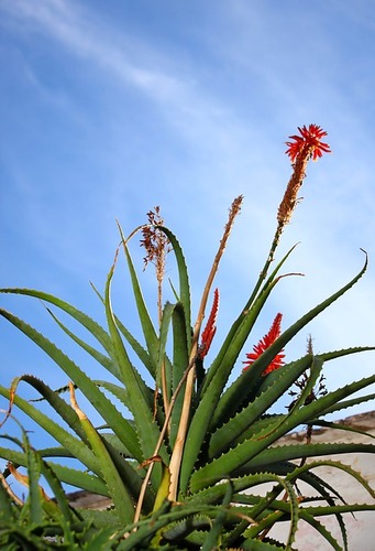 Gesundheitsurlaub Teneriffa - alles zum Thema Teneriffa und Wellness - Aloe Vera, Pflanze.