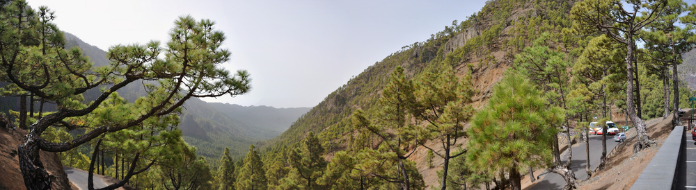 La Palma Bilder - Fotos von La Palma in den Kanaren - Nationalpark, Kanaren, Spanien, La Palma, Wald, Baum, Bäume, Wandern.