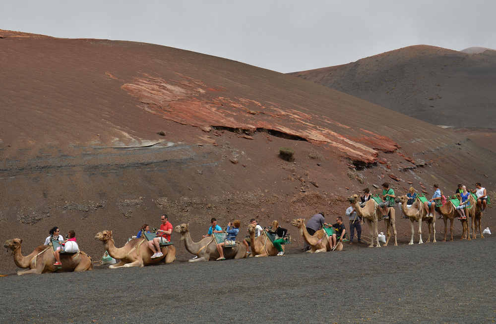 Nationalpark Timanfaya - Der: Nationalpark Lanzarote: Timanfaya - Feuerberg, Nationalpark, lanzarote, Kamel, Kamele, Spanien, Kanaren.