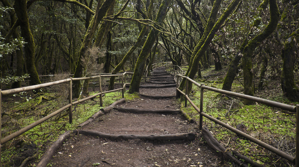 La Gomera Wald - entdecken sie 4.000 Hektar subtropischen Wald - National Park, La Gomera, Spanien, Kanaren, Weg, Wald, Treppe.