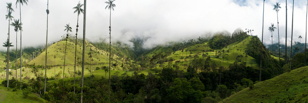 Kolumbien: Kletterurlaub in den Anden - Wax palms near Salento in Colombia amerika andes armenien baum bunt draußen dreiecke forelle grün himmel hoch kaffee kolumbianer kolumbien lateinisch natur nebel palme pereira reisen salento schöner schönheit süden tourismus tropisch vale verfärbt wachs.