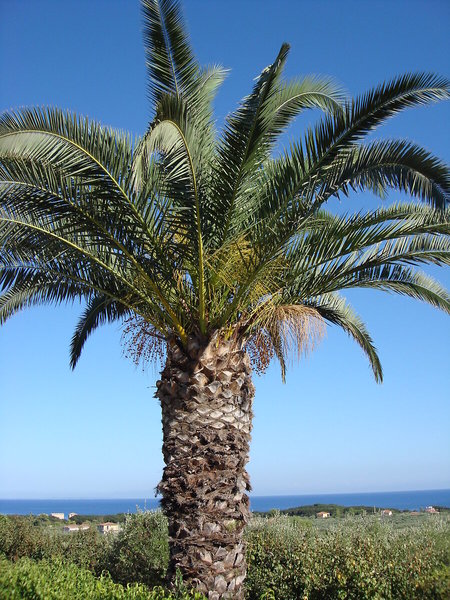 Villa Kapnisi in Vasilikos, Zakynthos Tiere