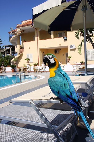 Hotel Damanse in Santa Domenica di Ricadi, Lamezia Terme Tiere