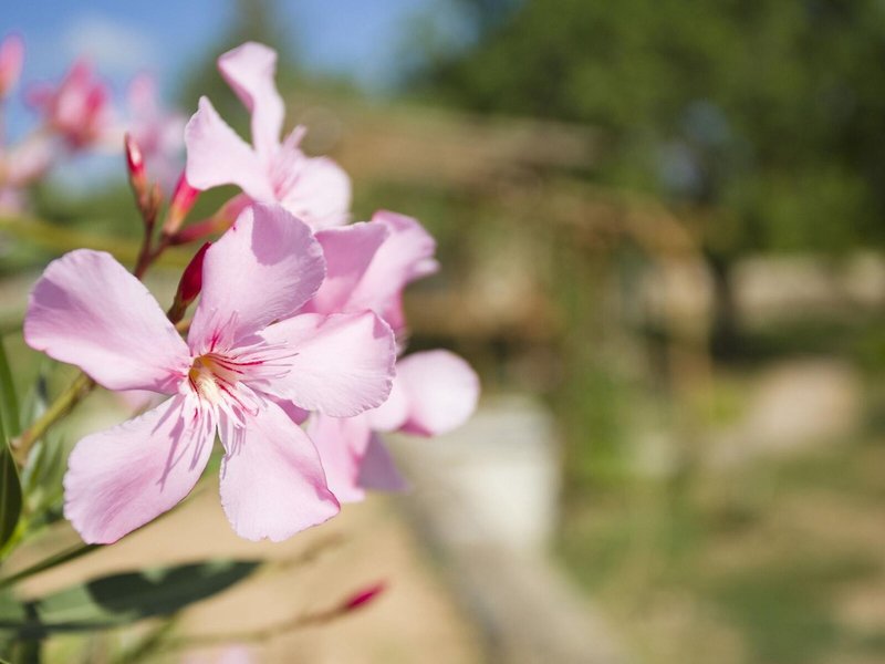 Las Mariposas Ibiza in San Rafael, Ibiza Landschaft