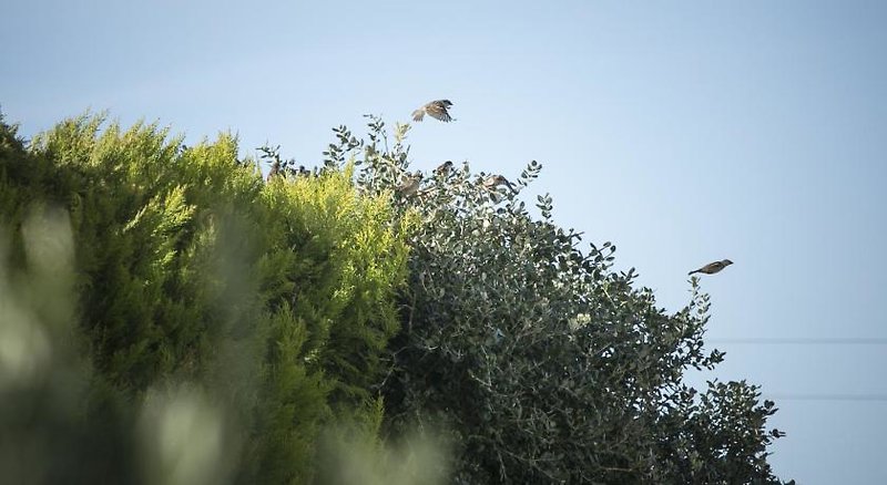 Secreto Studios in Kissamos, Chania (Kreta) Landschaft