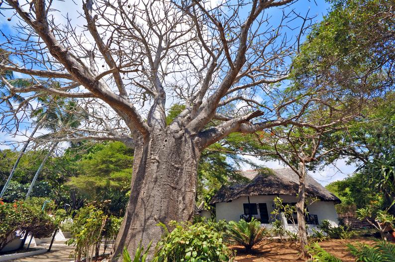 Baobab Beach Resort & Spa in Diani Beach, Mombasa (Kenia) Landschaft