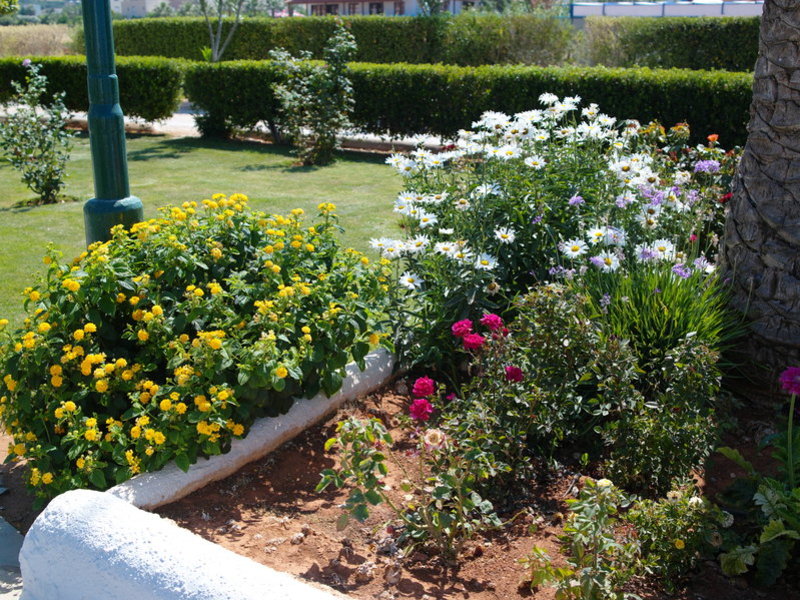 Altis Hotel in Malia, Heraklion (Kreta) Garten