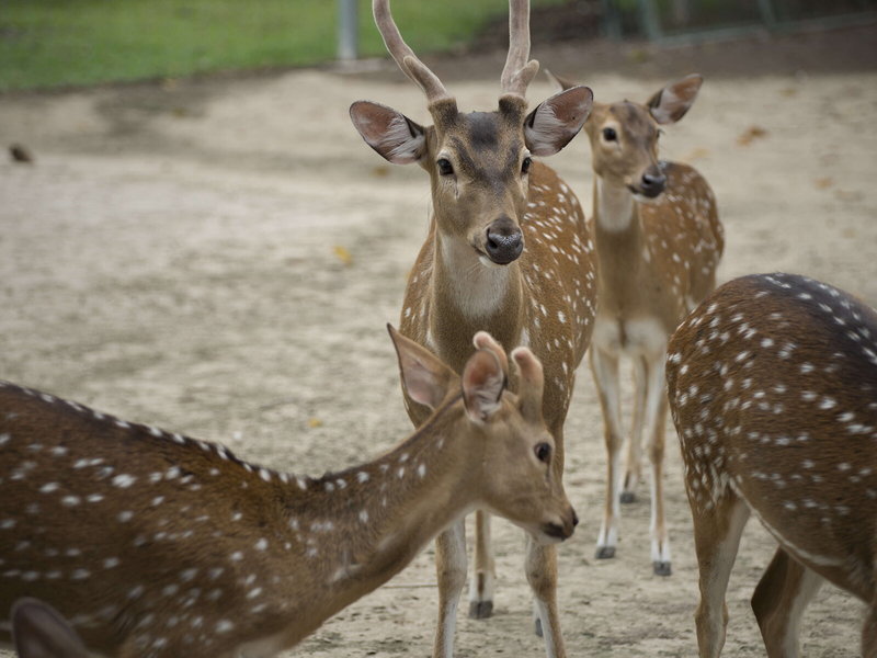 Fisherman Way Beach Resort in Rawai Beach, Phuket (Thailand) Tiere