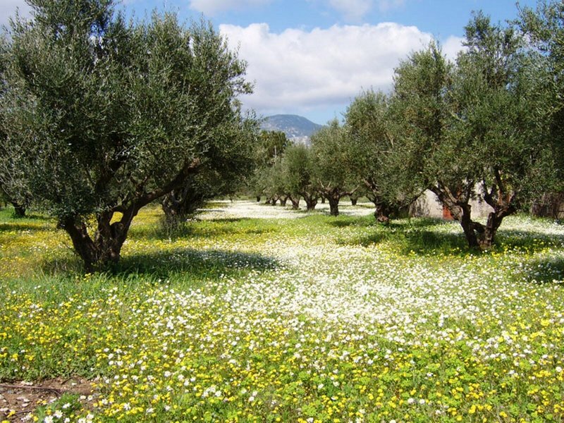 Dias Studios in Pythagorio, Samos Garten